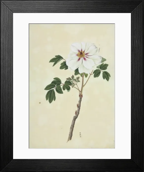 Framed Print : Paeonia moutan cv Framed Print : Paeonia moutan cv