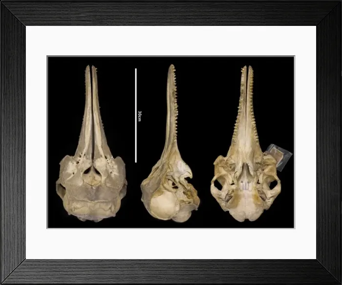 Framed Print : Sousa teuszii, Atlantic Hump-backed Dolphin Framed Print : Sousa teuszii, Atlantic Hump-backed Dolphin
