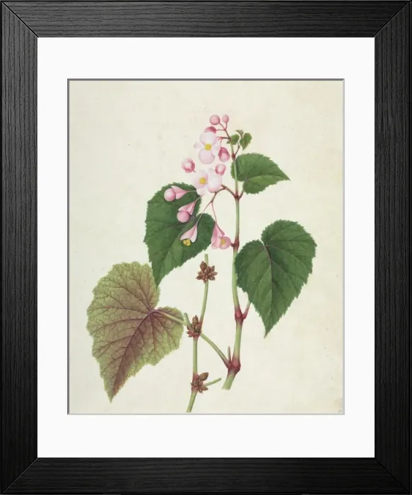 Framed Print : Begonia sp Framed Print : Begonia sp