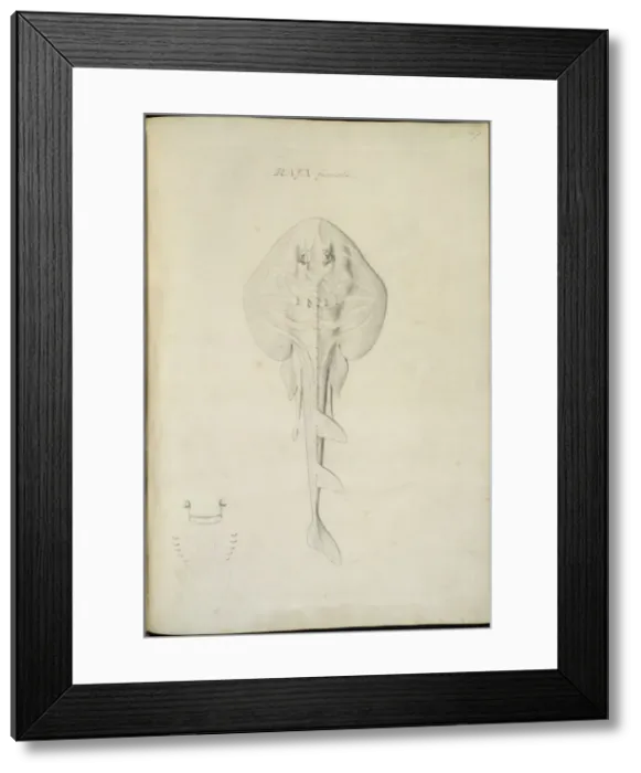 Framed Print : Trygonorhina fasciata, southern fiddler ray Framed Print : Trygonorhina fasciata, southern fiddler ray