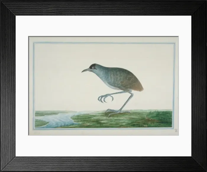 Framed Print : Rallus sp. Rail Framed Print : Rallus sp. Rail