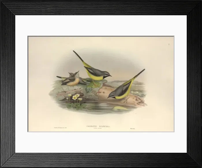 Framed Print : Motacilla cinerea, grey wagtail Framed Print : Motacilla cinerea, grey wagtail