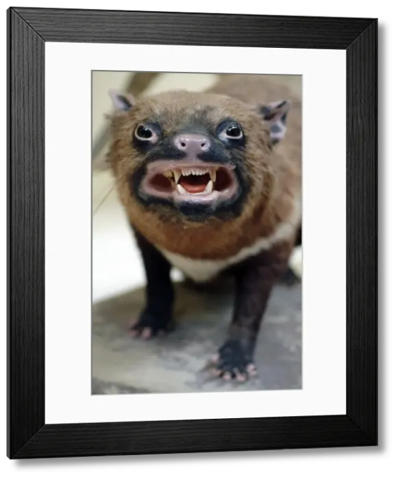 Framed Print : Sarcophilus laniarius, Tasmanian devil Framed Print : Sarcophilus laniarius, Tasmanian devil