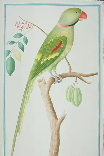 Psittacula eupatria, Alexandrine parakeet