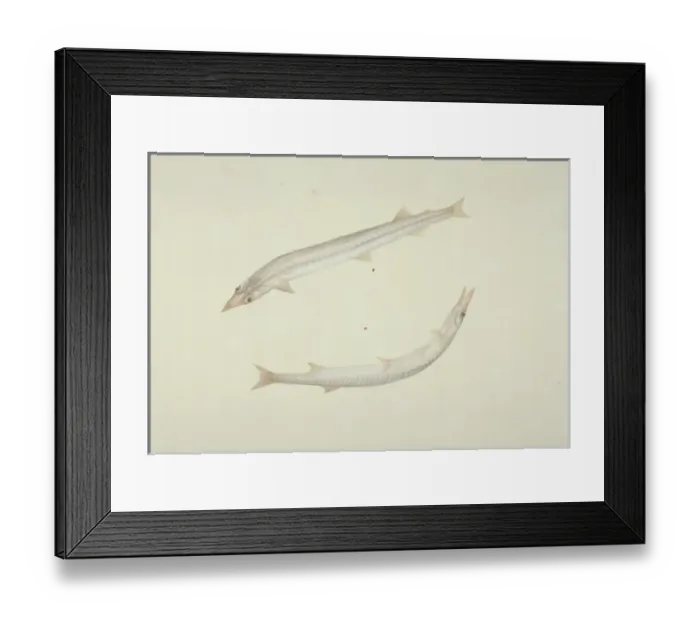 Framed Print : Plate 142 from the John Reeves Collection Framed Print : Plate 142 from the John Reeves Collection