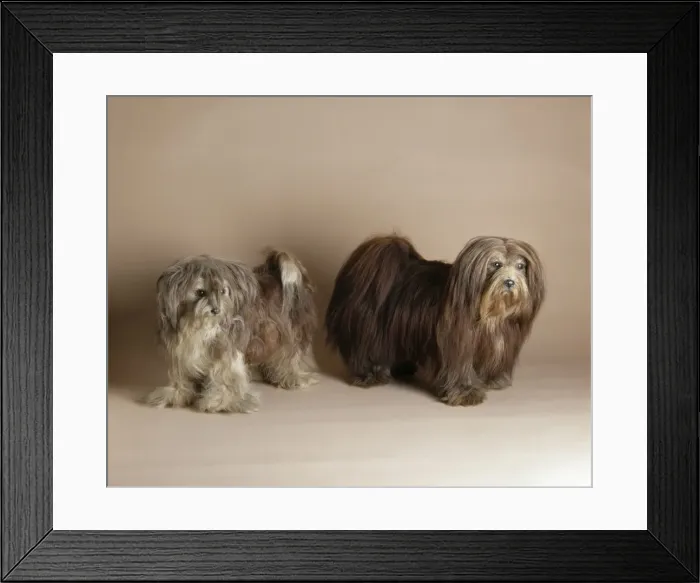 Framed Print : Canis lupus familiaris, dog Framed Print : Canis lupus familiaris, dog