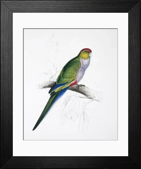 Framed Print : Purpureicephalus spurius, red-capped parrot Framed Print : Purpureicephalus spurius, red-capped parrot