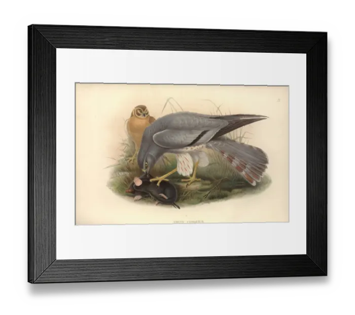 Framed Print : Circus macrorus, pallid harrier Framed Print : Circus macrorus, pallid harrier