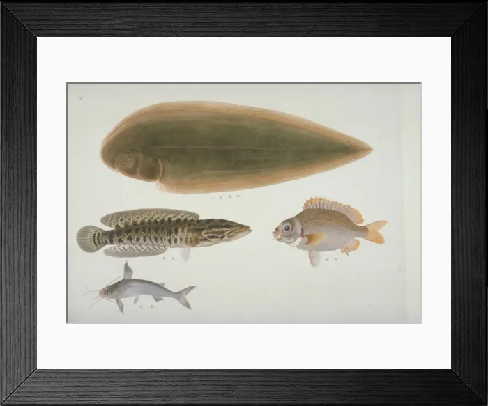 Framed Print : Plate 128 from the John Reeves Collection Framed Print : Plate 128 from the John Reeves Collection