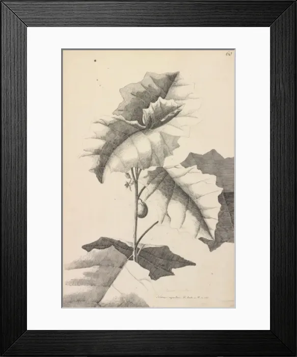 Framed Print : Solanum repandum Framed Print : Solanum repandum
