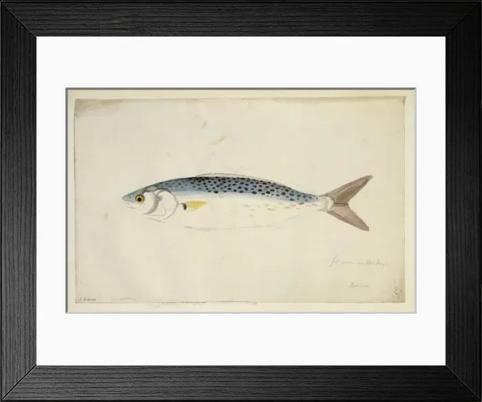 Framed Print : Arripis trutta, Australian salmon Framed Print : Arripis trutta, Australian salmon