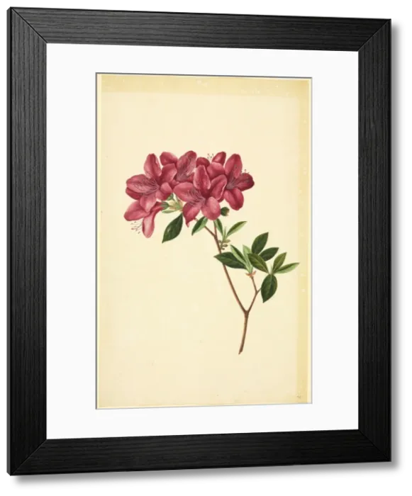 Framed Print : Rhododendron sp Framed Print : Rhododendron sp
