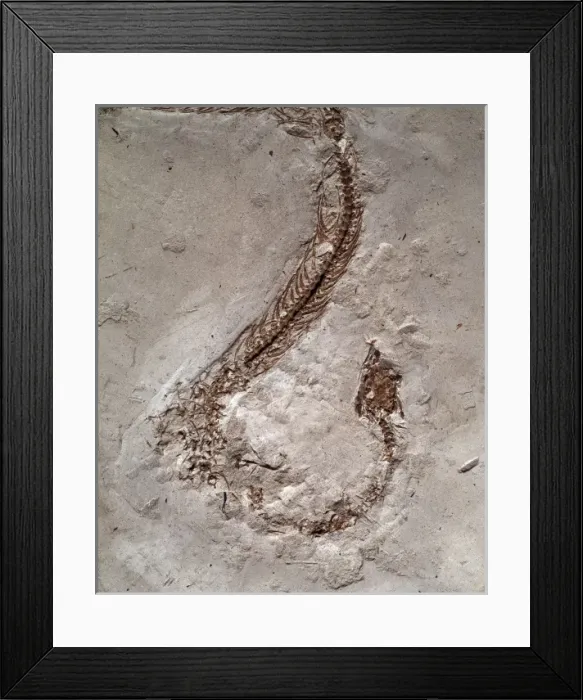 Framed Print : Columber kargi Framed Print : Columber kargi