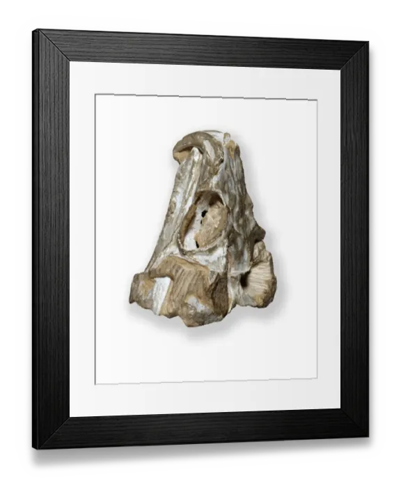 Framed Print : Rhynchosaurus skull Framed Print : Rhynchosaurus skull