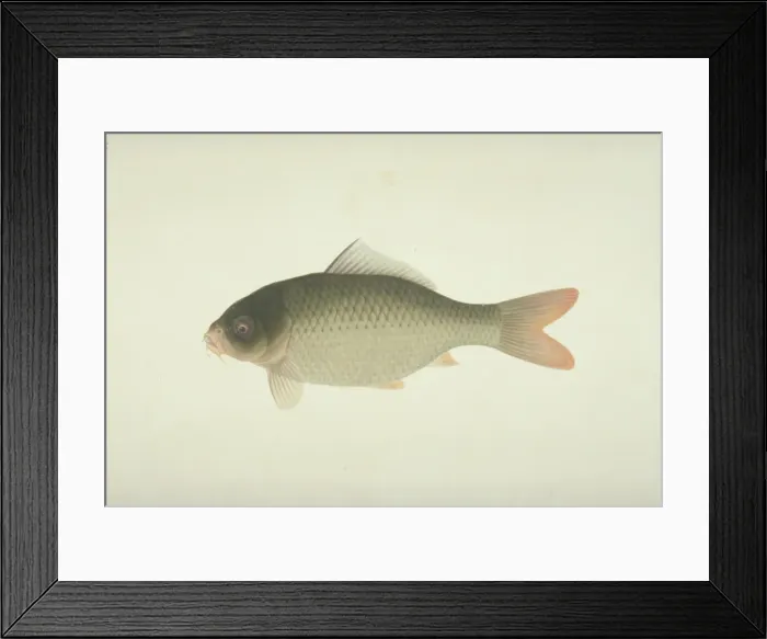 Framed Print : Plate 132 from the John Reeves Collection Framed Print : Plate 132 from the John Reeves Collection