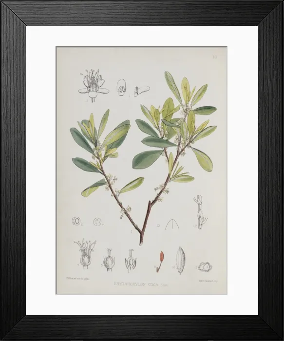 Framed Print : Erythroxylon coca, coca Framed Print : Erythroxylon coca, coca