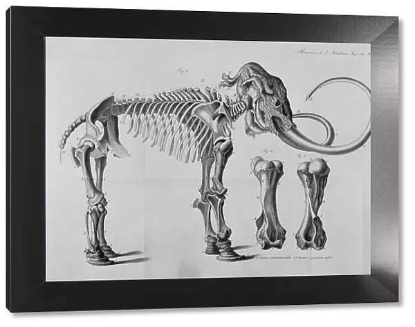 Mammoth skeleton drawing
