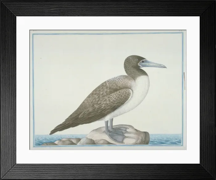 Framed Print : Sula leucogaster, brown booby Framed Print : Sula leucogaster, brown booby