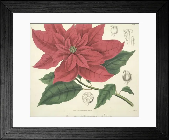 Framed Print : Poinsettia pulcherrima, Christmas flower Framed Print : Poinsettia pulcherrima, Christmas flower