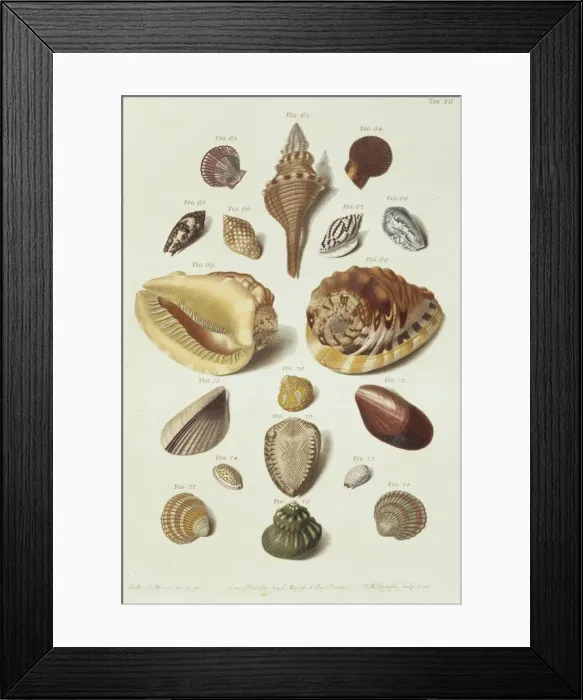 Framed Print : Collection of shells Framed Print : Collection of shells