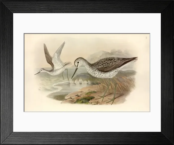 Framed Print : Tringa nebularia, common greenshank Framed Print : Tringa nebularia, common greenshank