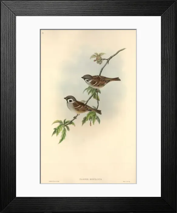 Framed Print : Passer montanus, Eurasian tree sparrow Framed Print : Passer montanus, Eurasian tree sparrow