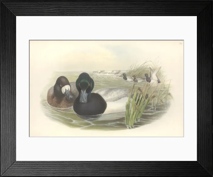 Framed Print : Aythya marila, greater scaup Framed Print : Aythya marila, greater scaup