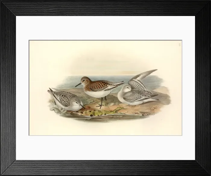 Framed Print : Calidris alba, sanderling Framed Print : Calidris alba, sanderling