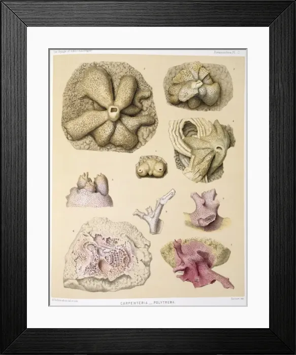 Framed Print : Carpenteria & Polytrema Framed Print : Carpenteria & Polytrema