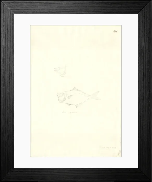 Framed Print : Gazza minuta, toothpony Framed Print : Gazza minuta, toothpony