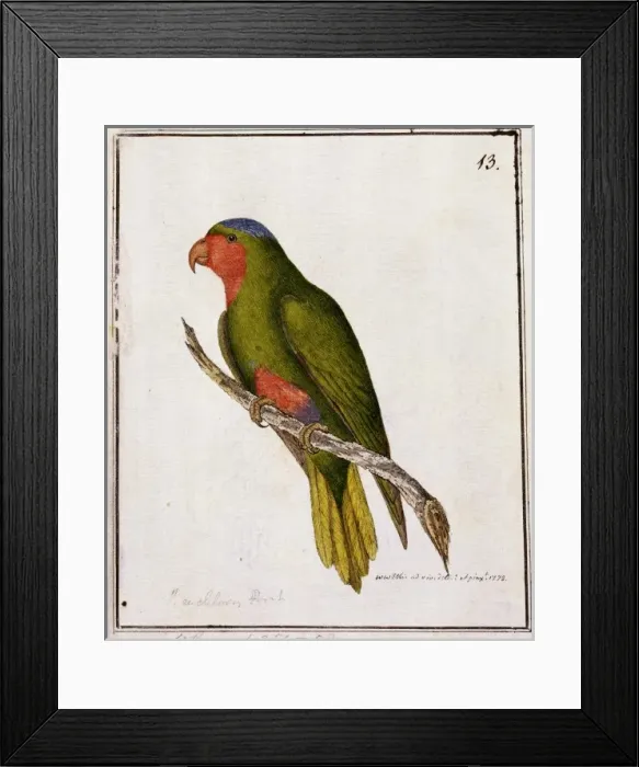 Framed Print : Vini australis, blue-crowned lorikeet Framed Print : Vini australis, blue-crowned lorikeet