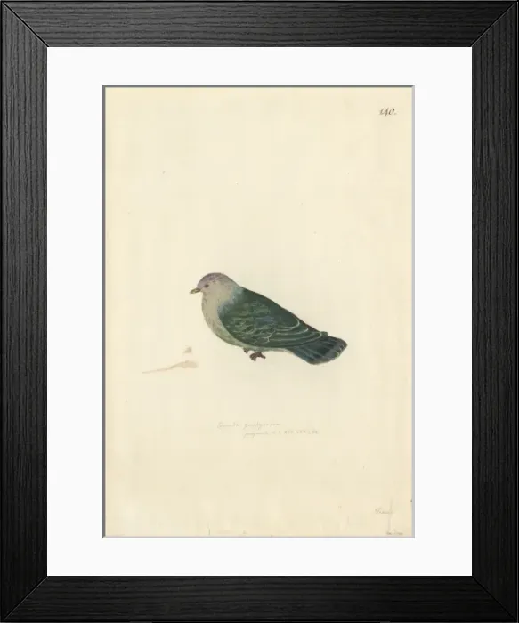 Framed Print : Ptilinopus purpuratus, grey-green fruit dove Framed Print : Ptilinopus purpuratus, grey-green fruit dove