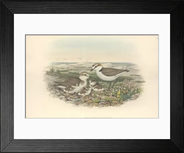 Framed Print : Charadrius alexandrinus, Kentish plover Framed Print : Charadrius alexandrinus, Kentish plover