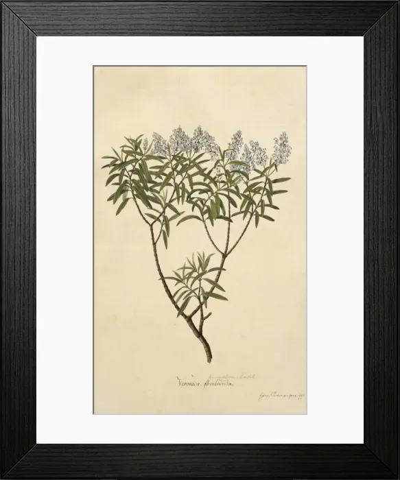 Framed Print : Hebe parviflora, koromiko Framed Print : Hebe parviflora, koromiko