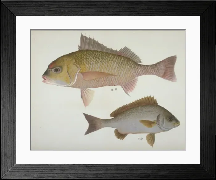 Framed Print : Plate 111 from the John Reeves Collection Framed Print : Plate 111 from the John Reeves Collection