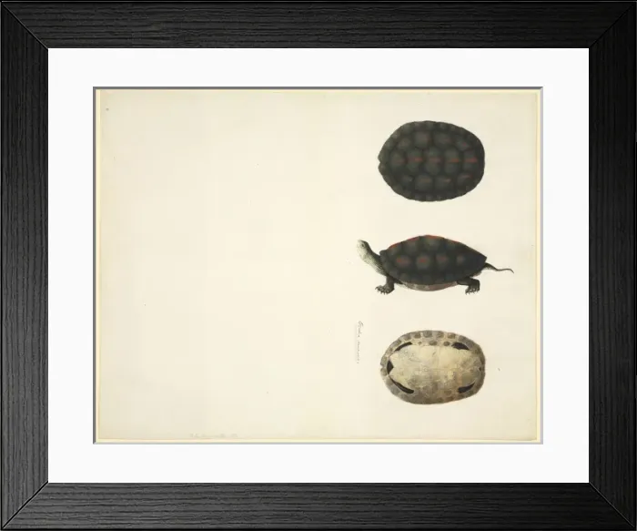 Framed Print : Plate 97 from the John Reeves Collection (Zoology) Framed Print : Plate 97 from the John Reeves Collection (Zoology)