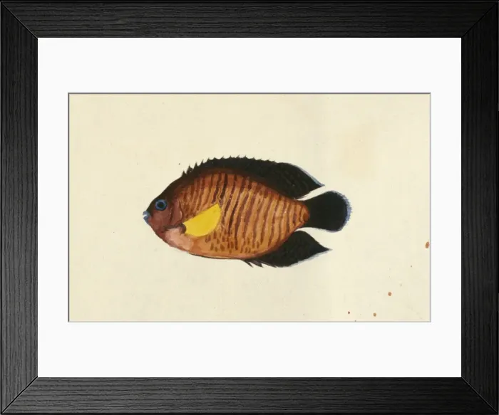 Framed Print : Centropyge bispinosus, coral beauty angel Framed Print : Centropyge bispinosus, coral beauty angel