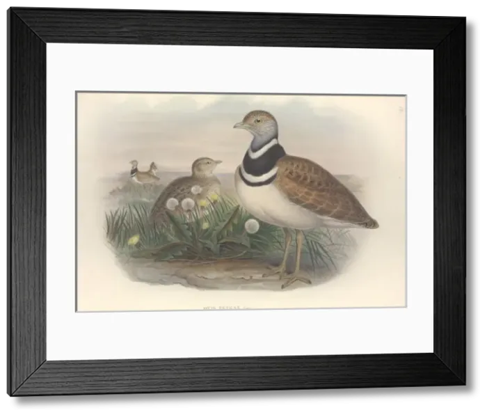 Framed Print : Tetrax tetrax, little bustard Framed Print : Tetrax tetrax, little bustard