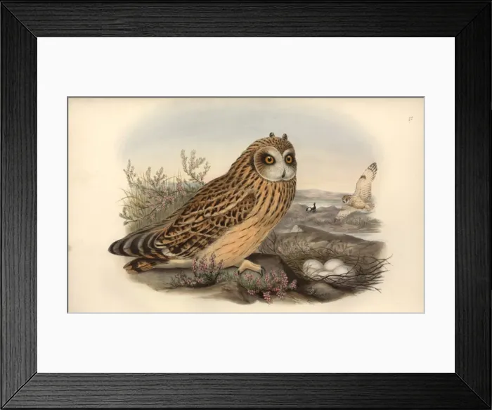 Framed Print : Asio flammeus, short-eared owl Framed Print : Asio flammeus, short-eared owl
