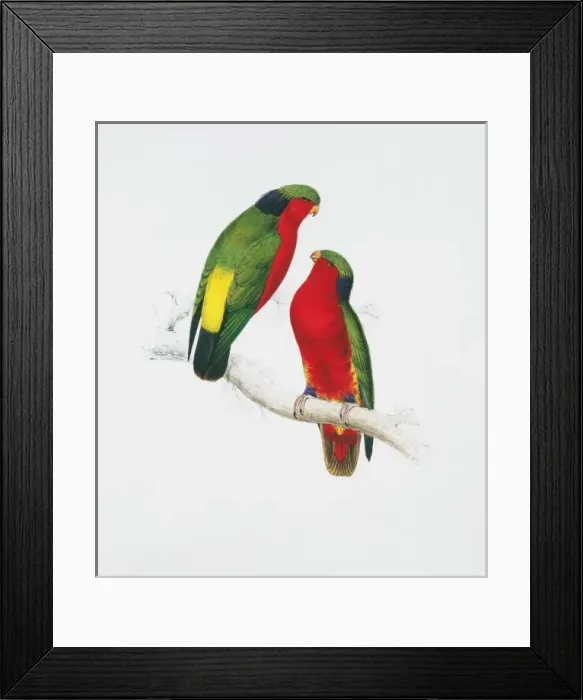 Framed Print : Vini kuhlii, Kuhls lorikeet Framed Print : Vini kuhlii, Kuhls lorikeet