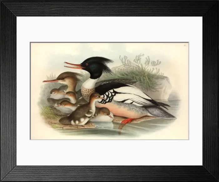 Framed Print : Mergus serrator, red-breasted merganser Framed Print : Mergus serrator, red-breasted merganser