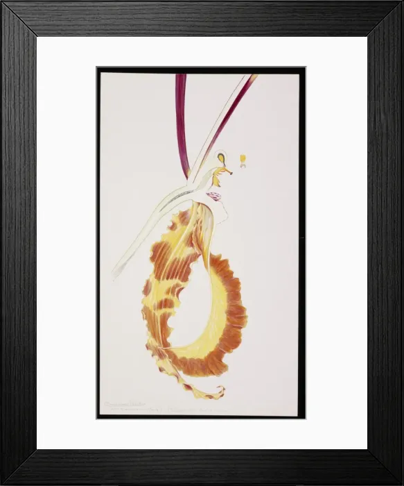 Framed Print : Psychopsis papilio Framed Print : Psychopsis papilio