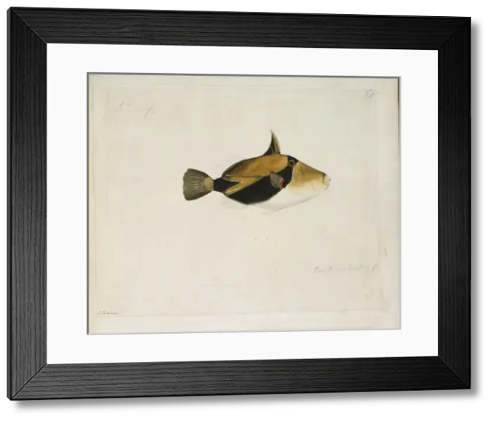 Framed Print : Rhinecanthus rectangulus, wedge-tailed triggerfish Framed Print : Rhinecanthus rectangulus, wedge-tailed triggerfish