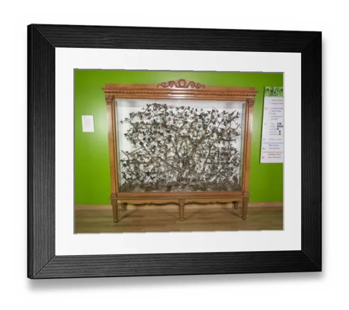 Framed Print : Picture No. 10717365 Framed Print : Picture No. 10717365