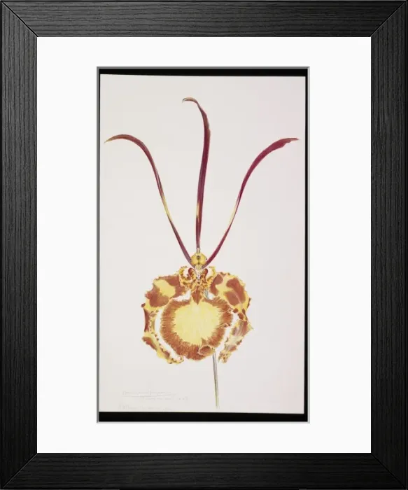 Framed Print : Psychopsis papilio Framed Print : Psychopsis papilio