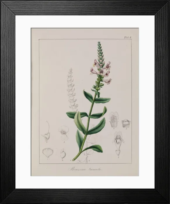 Framed Print : Brazoria truncata Framed Print : Brazoria truncata