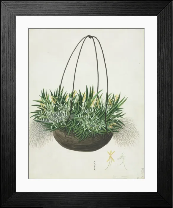 Framed Print : Aerangis sp Framed Print : Aerangis sp