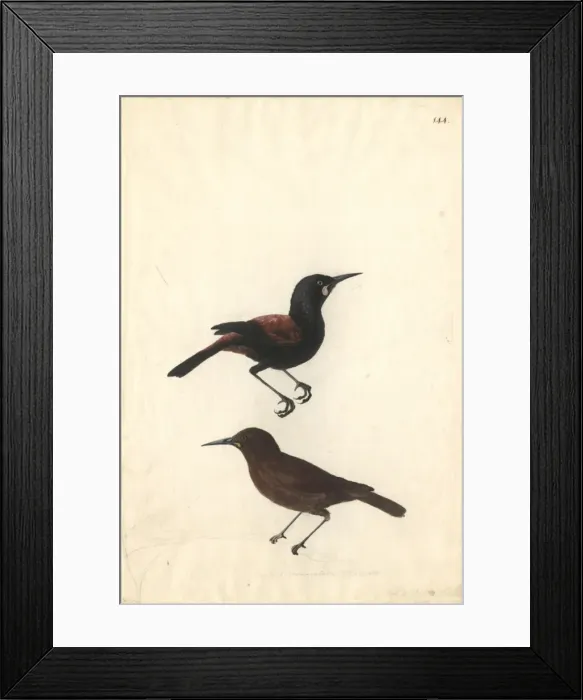 Framed Print : Philesturnus carunculatus, saddleback Framed Print : Philesturnus carunculatus, saddleback