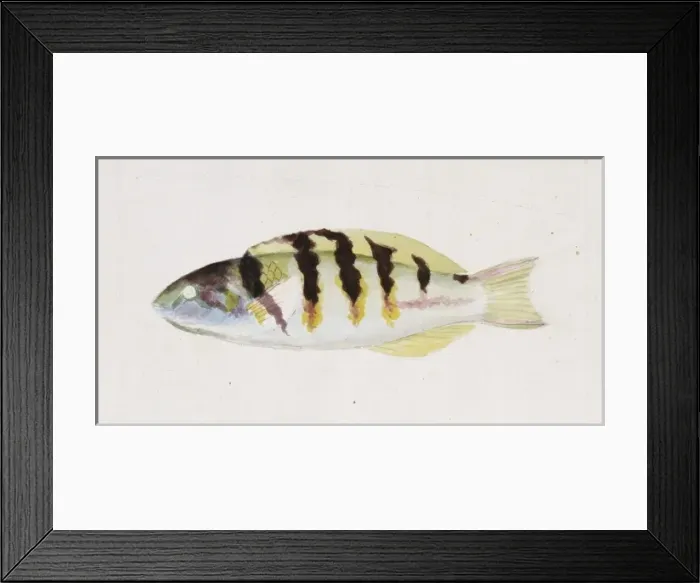 Framed Print : Thalassoma hardwicke, six-bar wrasse Framed Print : Thalassoma hardwicke, six-bar wrasse