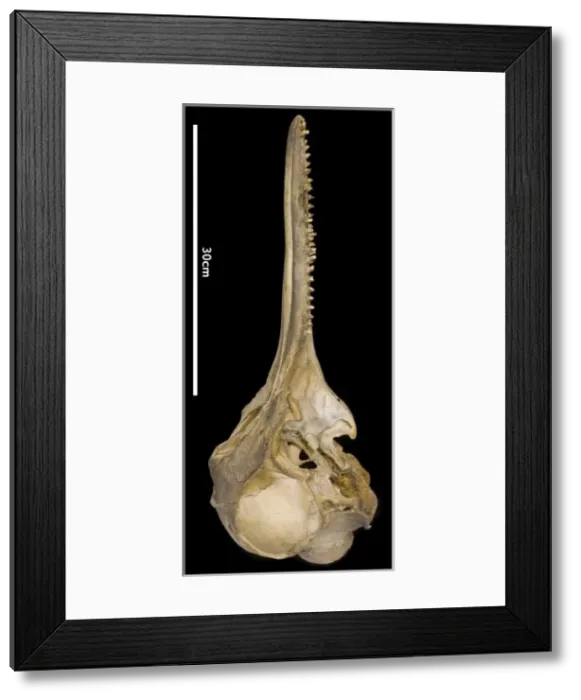 Framed Print : Sousa teuszii, Atlantic Hump-backed Dolphin Framed Print : Sousa teuszii, Atlantic Hump-backed Dolphin